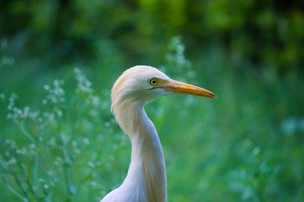 Portrait D'une Aigrette Bovine