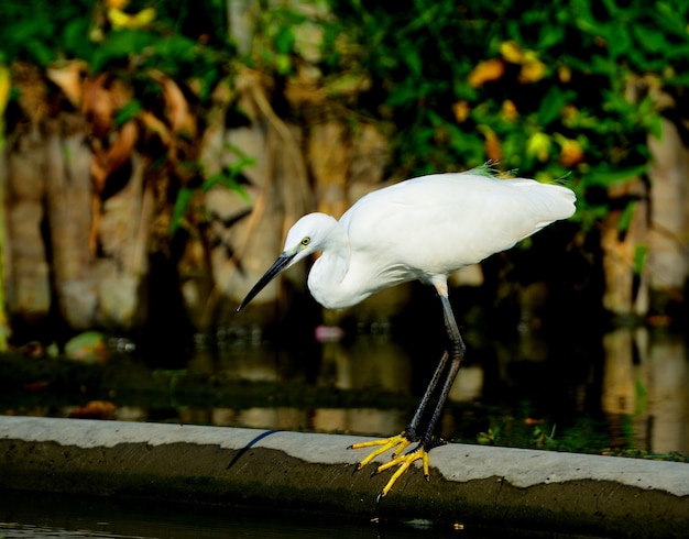 Portrait aigrette cherche de la nourriture dans l&#39;eau