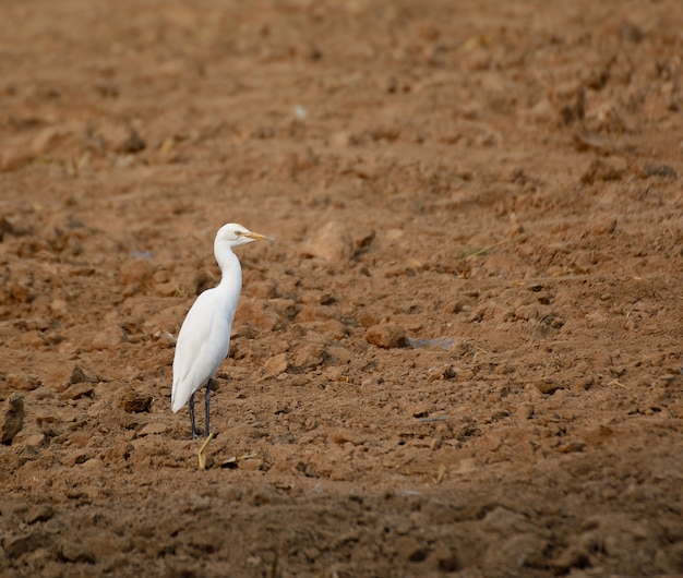 Portrait Aigrette est à la recherche de nourriture avec un fond au sol