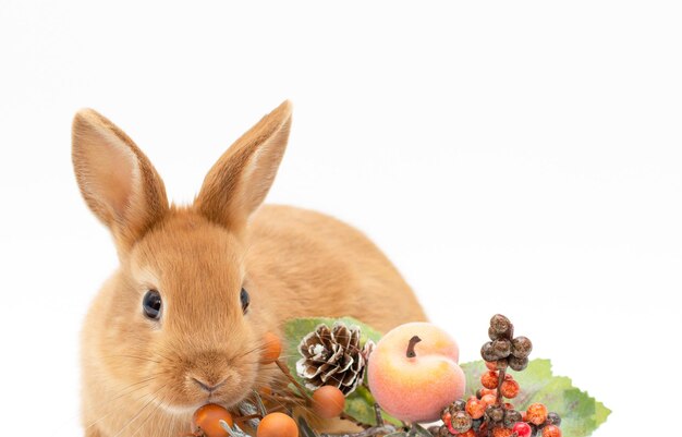 Portrait d'alimentation de lapin rouge sur fond blanc