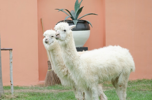 Portrait D'alpaga Au Zoo