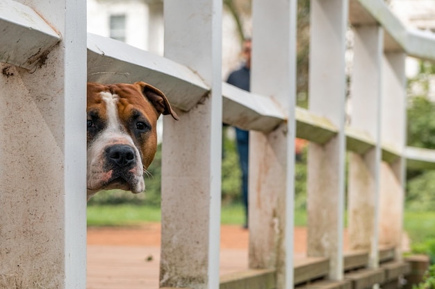 Portrait d'un American Staffordshire Terrier