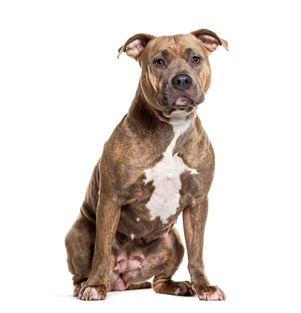 Portrait d'un Amstaff brindle concentré assis élégamment sur un fond blanc pur