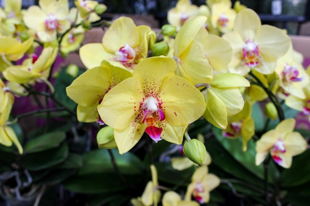 Portrait d'Anggrek Bulan kuning ou fleurs d'orchidées de lune jaune ou puspa pesona nom scientifique Phalaenopsis amabilis