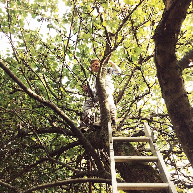 Portrait à angle bas d'un garçon debout sur un arbre