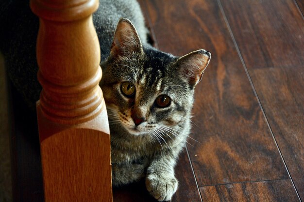 Photo portrait à angle élevé d'un chat assis sur du bois