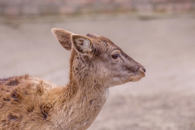 Portrait animal artiodactique timide jeune chevreuil