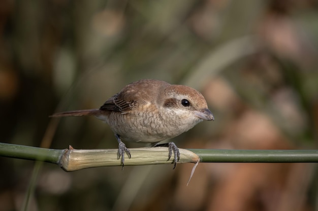 Photo portrait d'un animal sur une branche de bambou