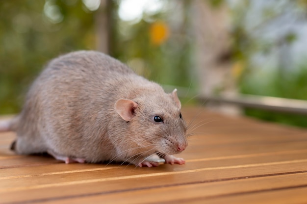 Photo portrait d'animal de compagnie beau rat