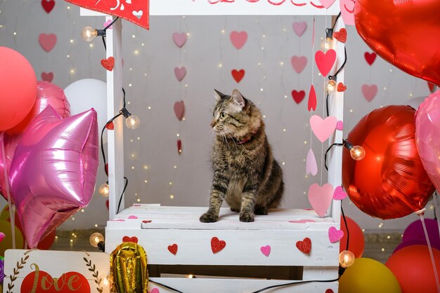 Portrait d'animal de compagnie sur une cabine de baisers Portrait en studio de chat avec des ballons et des coeurs