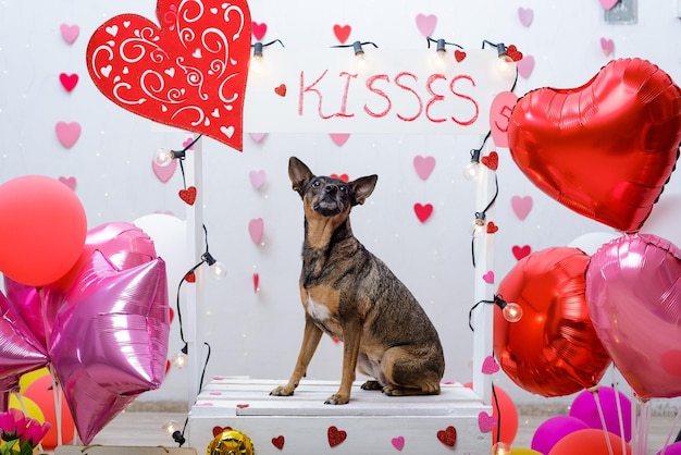 Portrait d'animal de compagnie sur une cabine de baisers Portrait en studio de chien avec des ballons et des coeurs