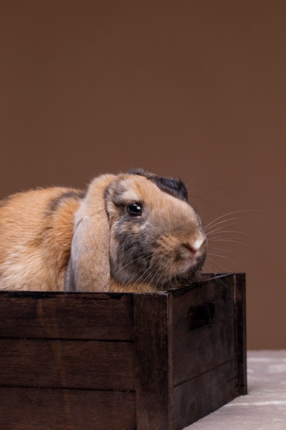 Portrait d'animal de compagnie lapin moelleux