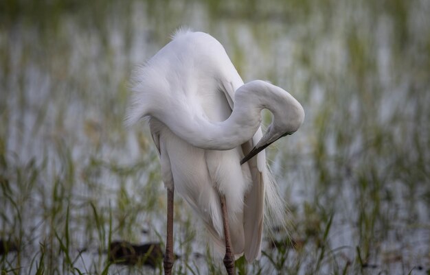 Portrait d'animal de grande aigrette blanche