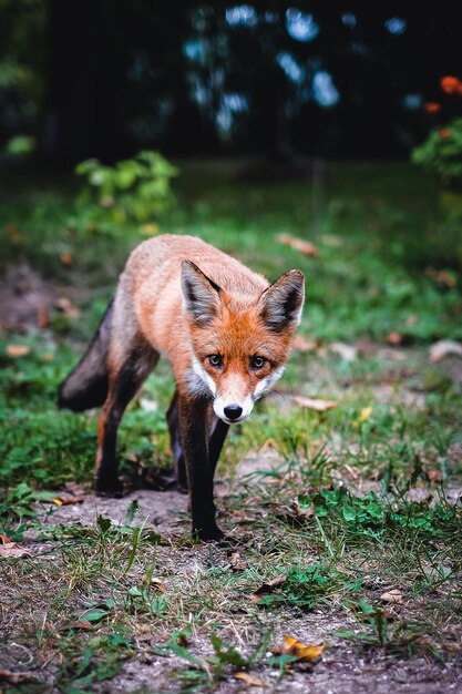 Portrait d'un animal sur terre