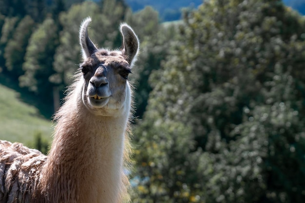 Portrait d'un animal