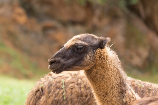 Portrait d'animaux à tête de lama d'Amérique du Sud