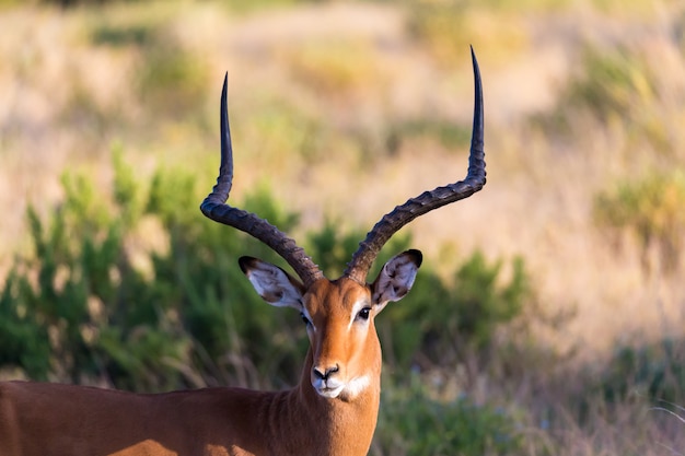 Portrait d'une antilope Impala dans la savane du Kenya