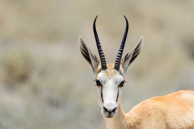 Photo portrait d'antilope springbok sauvage dans la savane africaine se bouchent