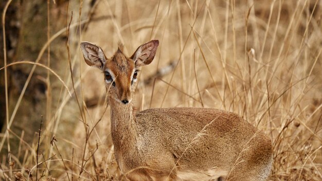 Photo portrait d'une antilope