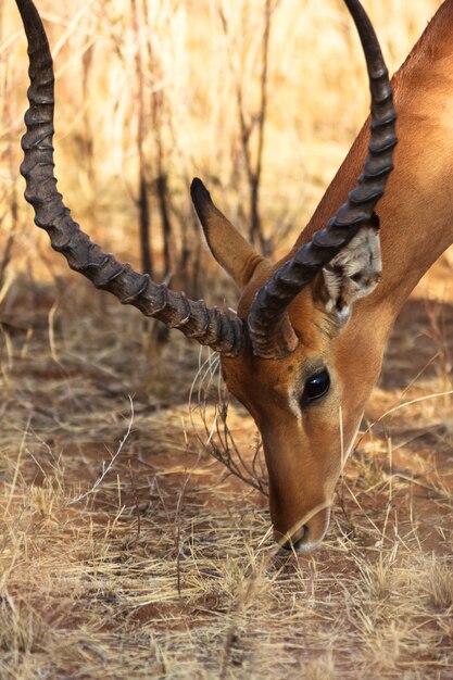 Portrait d'antilope