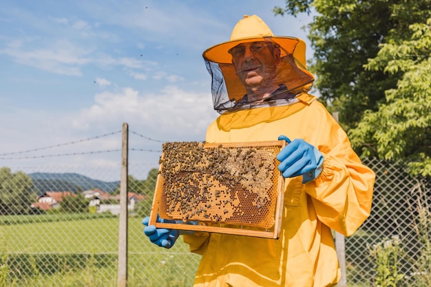 Portrait d'un apiculteur tenant un cadre de ruche avec un nid d'abeilles et des abeilles