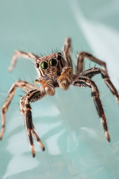 Portrait d'araignée super macro