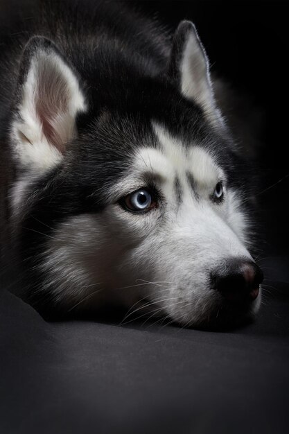 Portrait d'art en studio d'un beau chien husky aux yeux bleus