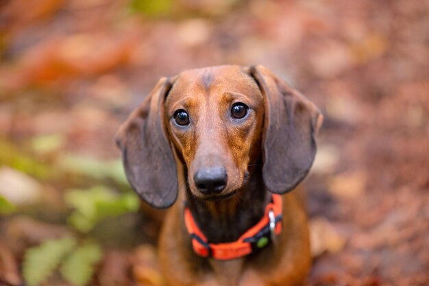 Portrait d'automne de chien teckel en arrière-plan naturel