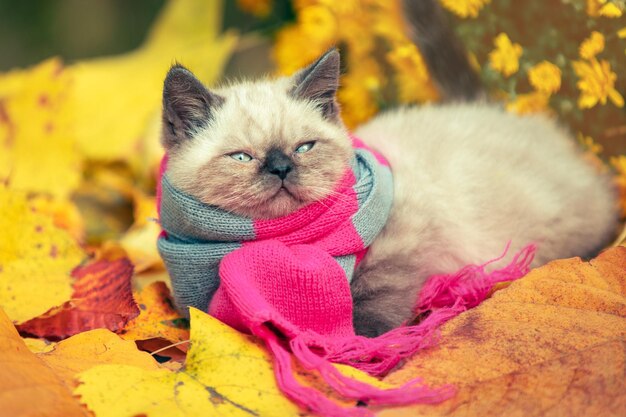 Portrait d'automne d'un petit chaton portant une écharpe à tricoter gris rose Chaton en plein air sur des feuilles mortes dans un jardin