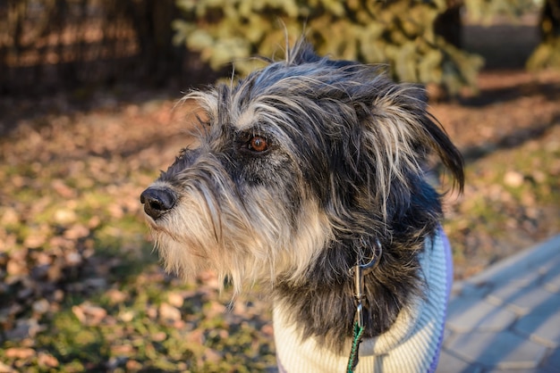 Photo portrait d'un bâtard de chien hirsute sur une promenade