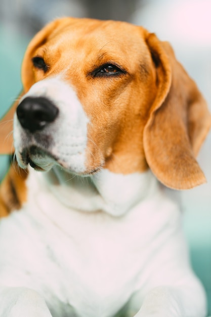 Portrait d'un beagle avec lumière de fond naturelle