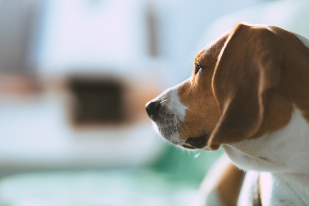 Portrait d'un beagle avec lumière de fond naturelle