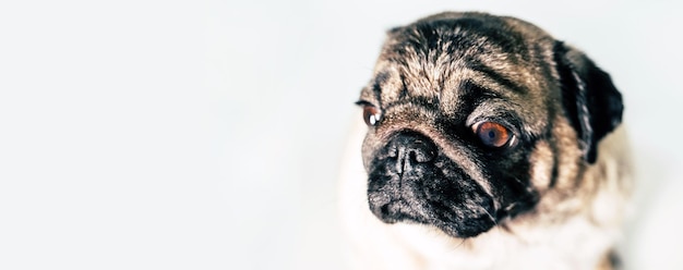 Portrait de beau carlin sur fond blanc Gros plan sur un joli museau de chien