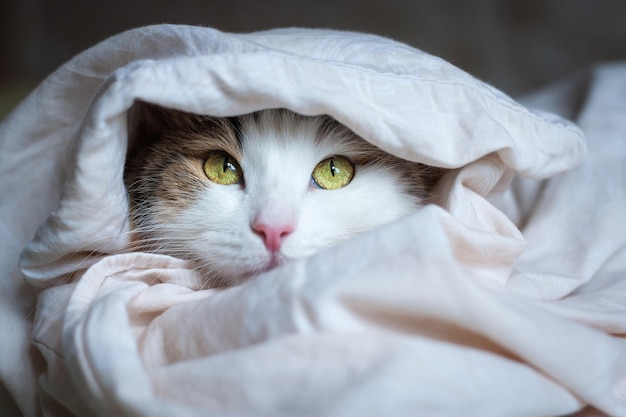 Portrait d'un beau chat au soleil