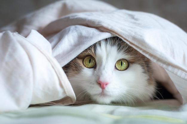 Portrait d'un beau chat au soleil