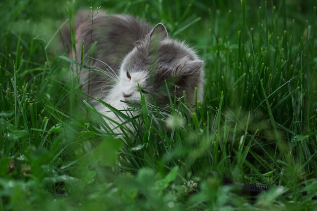 Portrait de beau chat aux yeux jaunes