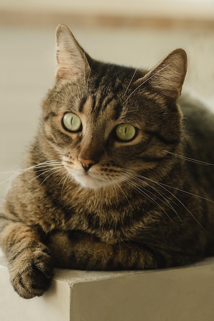 Portrait d'un beau chat aux yeux verts Photo verticale