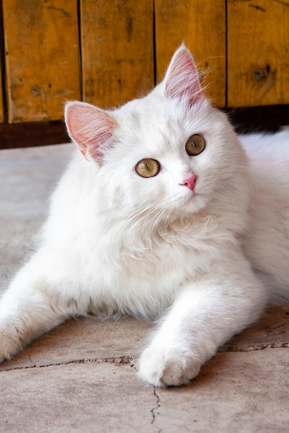 Portrait d'un beau chat blanc aux yeux bruns allongé sur le sol en regardant attentivement l'appareil photo