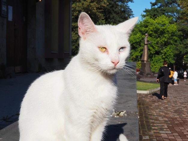 Portrait d'un beau chat blanc aux yeux multicolores (hétérochromie) dans la rue de la ville
