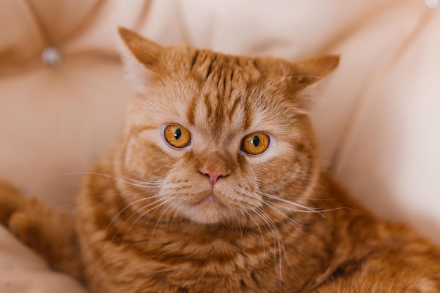 Portrait d'un beau chat britannique rayé rouge aux yeux jaunes