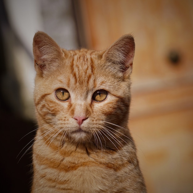 portrait de beau chat dans la rue