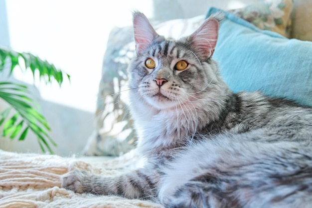 Portrait de beau chat gris de race pure reposant sur un canapé à la maison