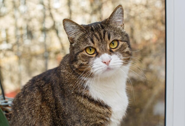 Portrait d'un beau chat gris