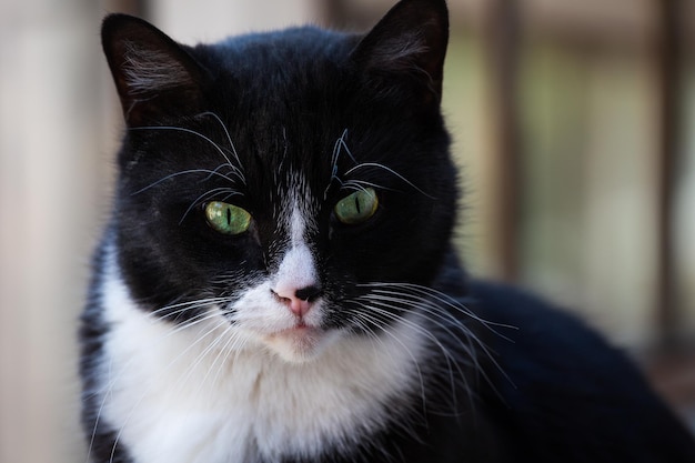 Portrait d'un beau chat noir et blanc