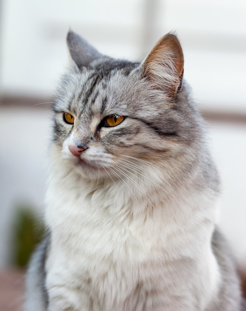 Portrait d&#39;un beau chat à poil long