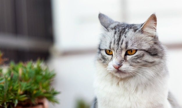 Portrait d&#39;un beau chat à poil long