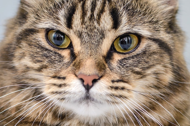 Portrait d'un beau chat rayé gris bouchent