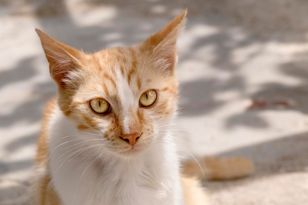 Portrait d'un beau chat rouge aux yeux verts gros plan