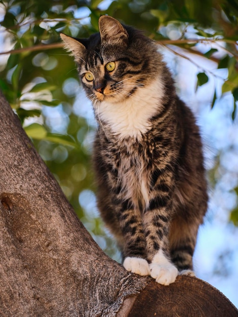 Portrait de beau chat tigré