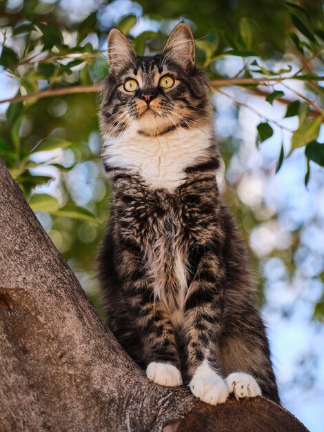 Portrait de beau chat tigré